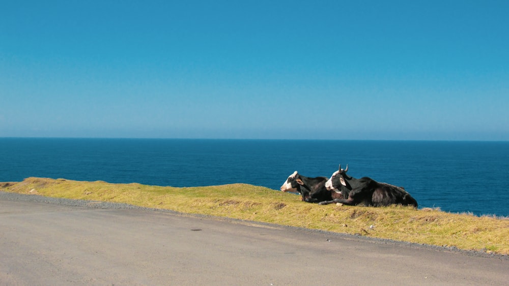 two black cattle on field