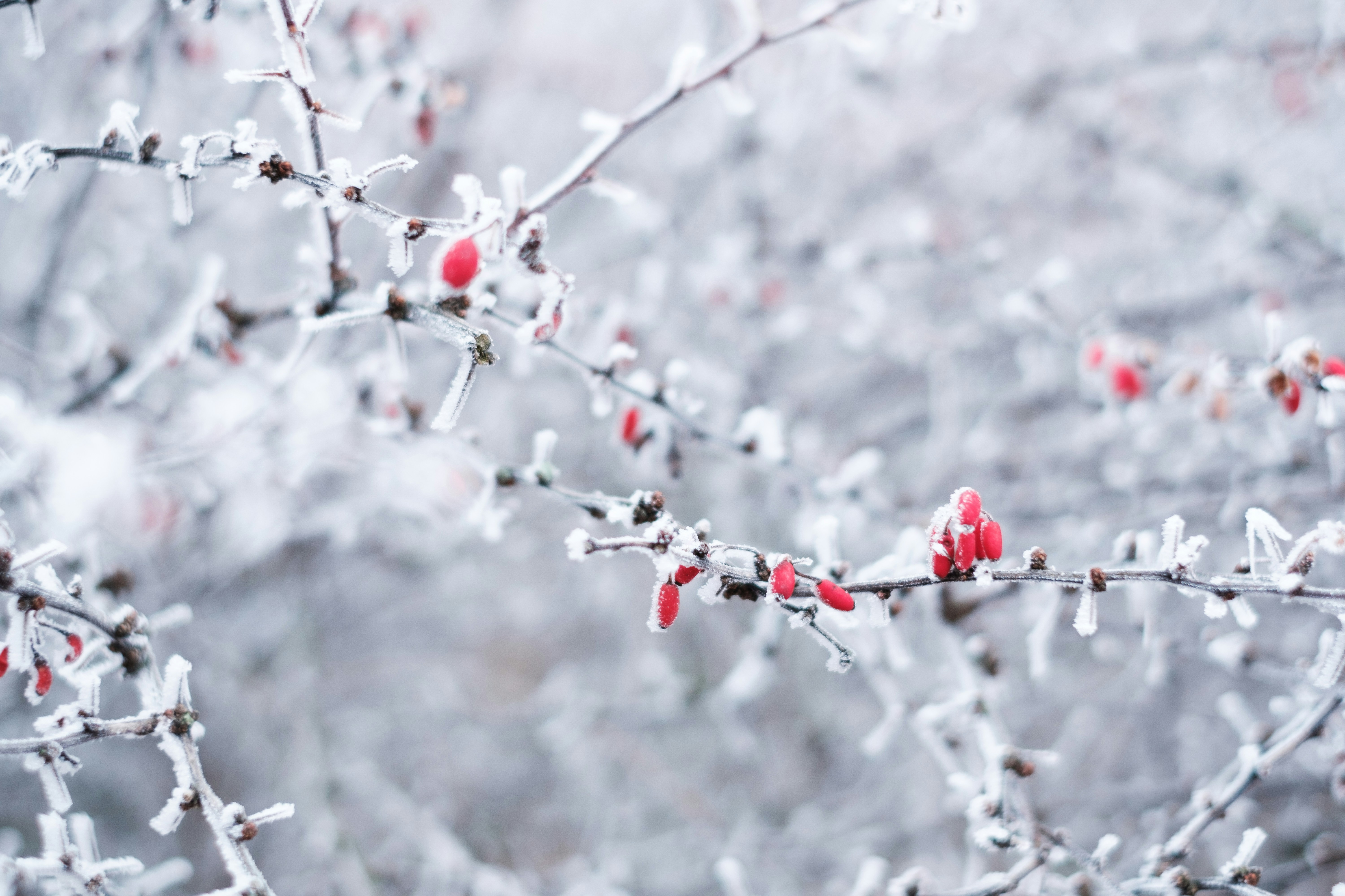 Photo by kaloczidev_