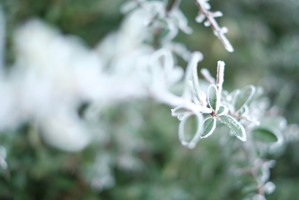 a close up of a plant with snow on it