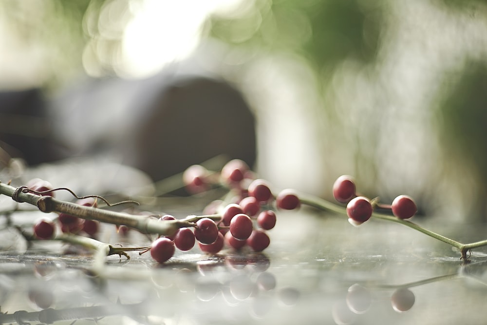 selective focus photo of round red coffee beans