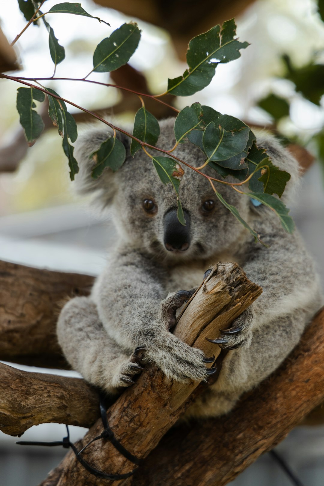  gray koala bear sitting on tree koala