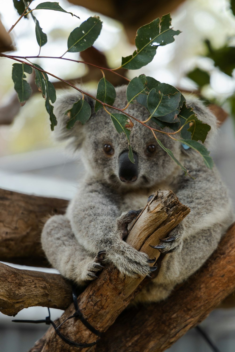 나무에 앉아있는 회색 코알라 곰