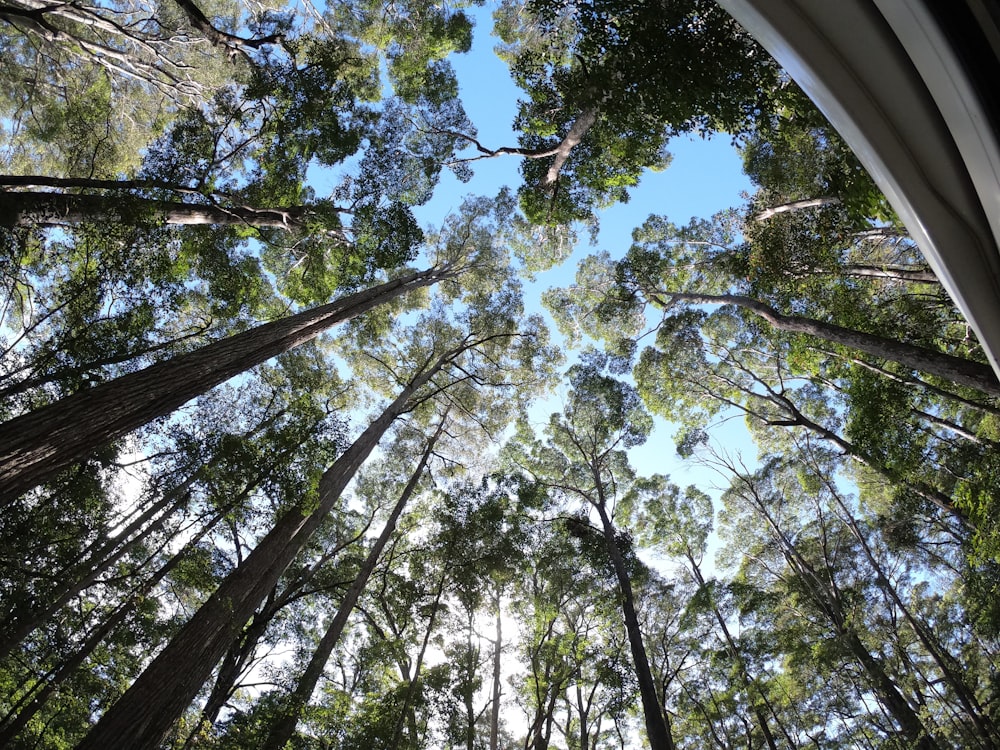 low angle photography of trees