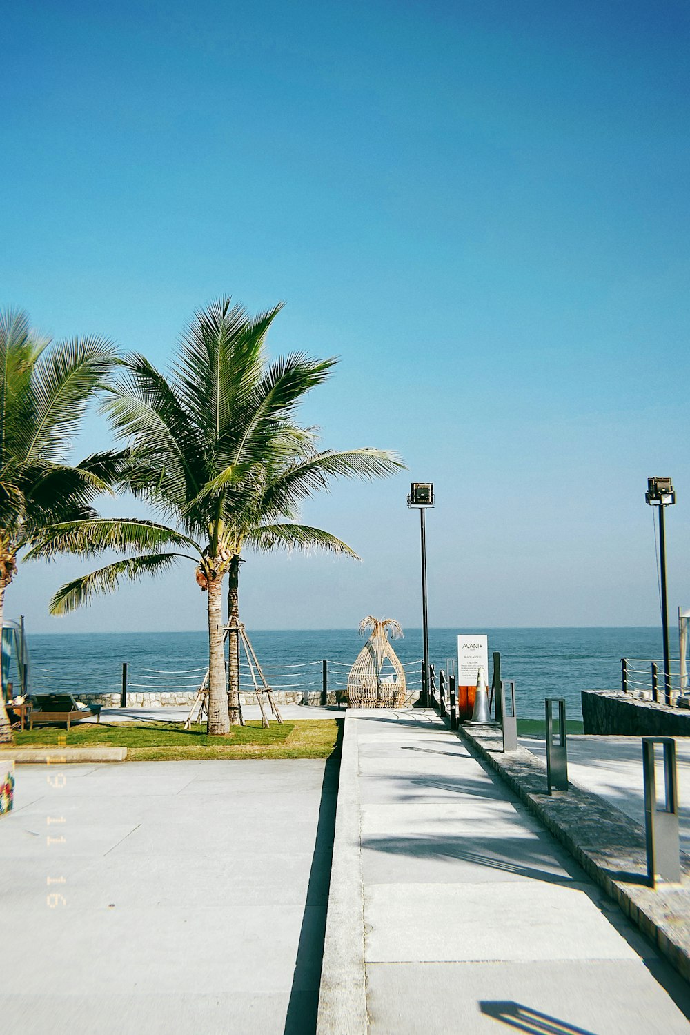 coconut tree near body of water