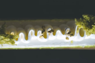 Close-up of a beautifully crafted dessert served at a high-end gastronomic event.