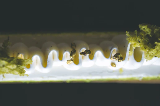 A close-up of a delicate dessert plated with modern elegance, capturing the essence of thoughtful refinement.