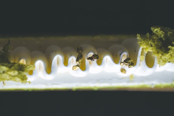 Close-up of a beautifully crafted dessert served at a high-end gastronomic event.