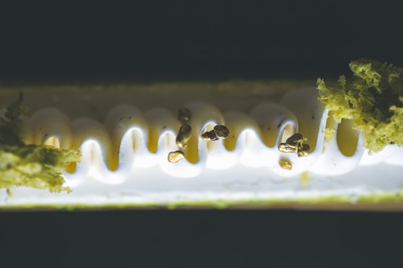A close-up of a dessert features a smooth, white cream with a delicate wave-like pattern. Small golden adornments are scattered along the surface, and fluffy green moss-like textures are present at the edges, suggesting a creative culinary presentation.