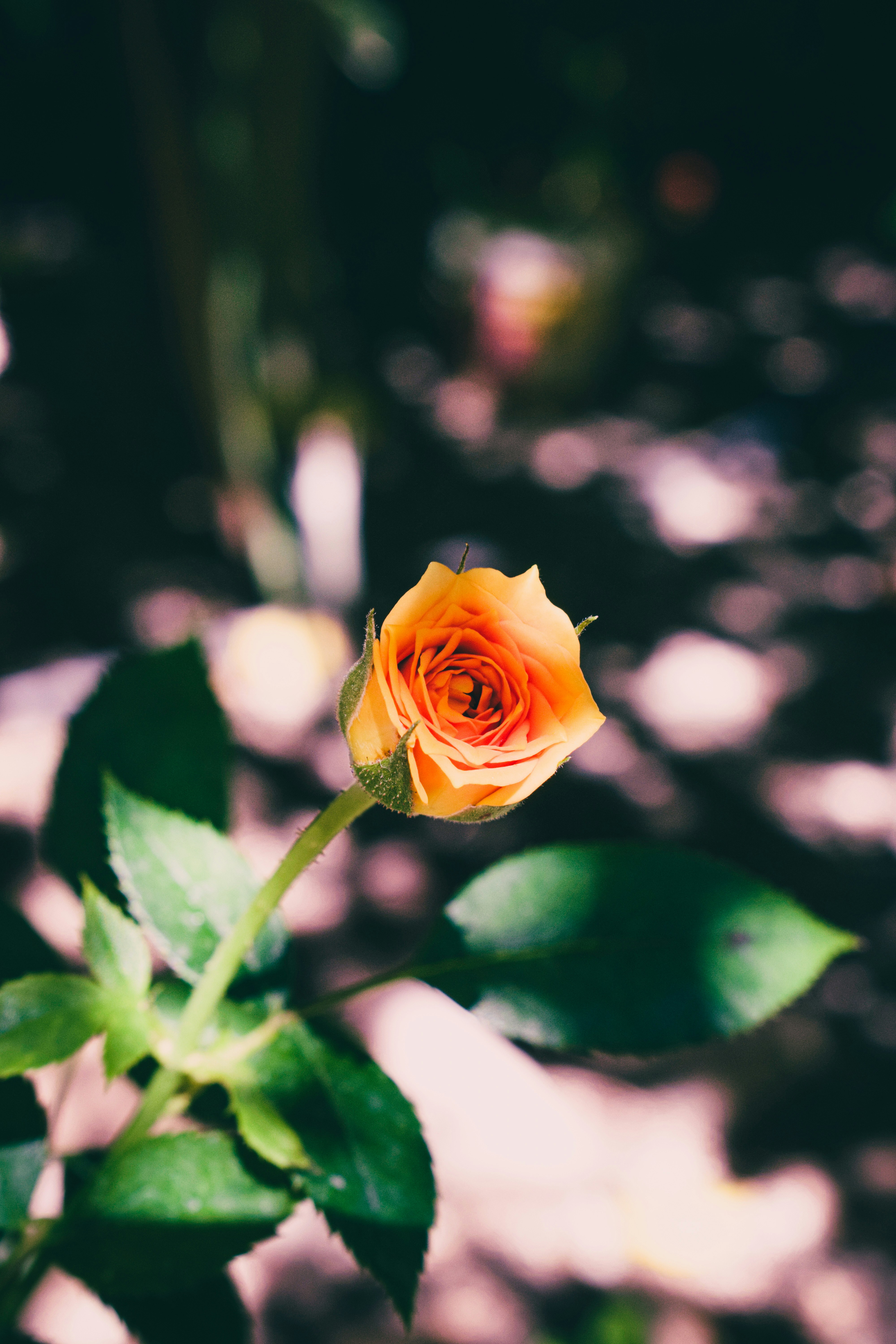 Photo by pouriaoskuie