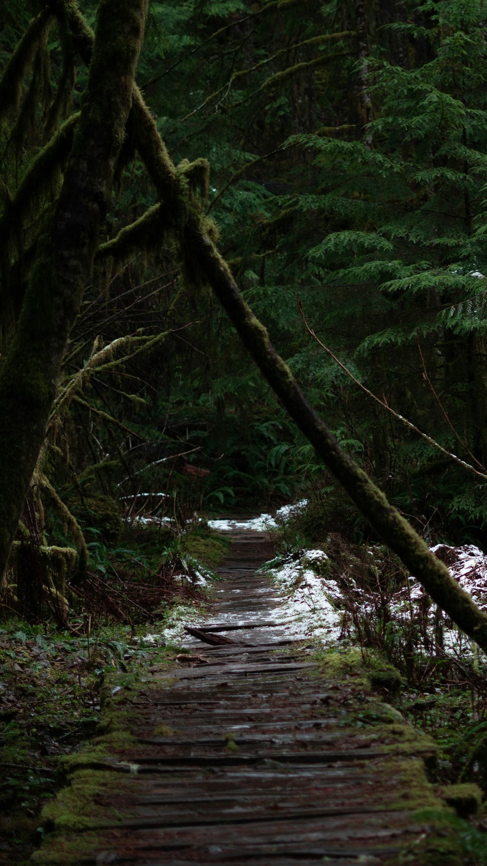 pathway in forest