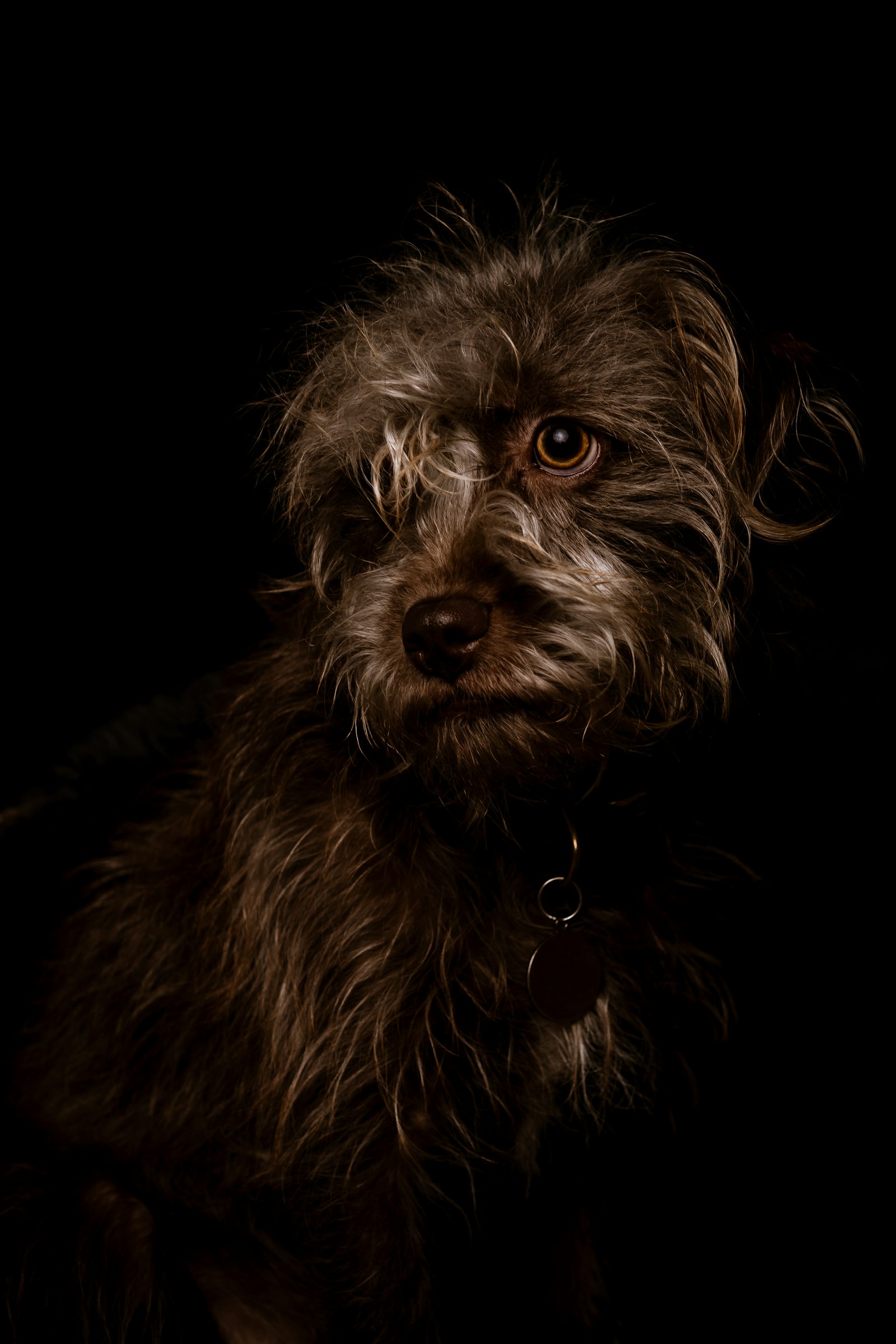 Nikon AF-S DX Nikkor 17-55mm F2.8G ED-IF sample photo. Long-coated brown dog photography