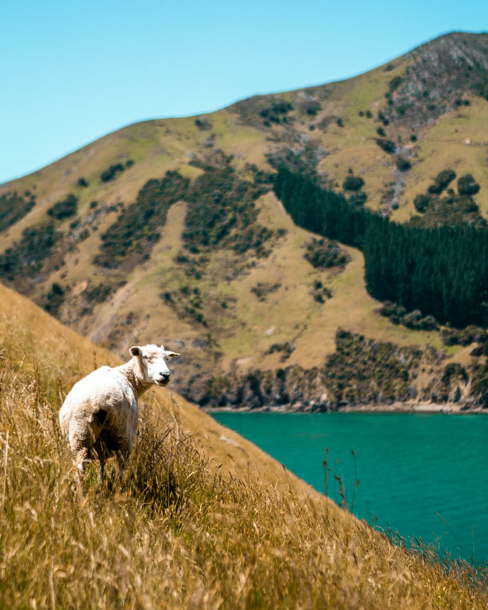 white sheep on hill