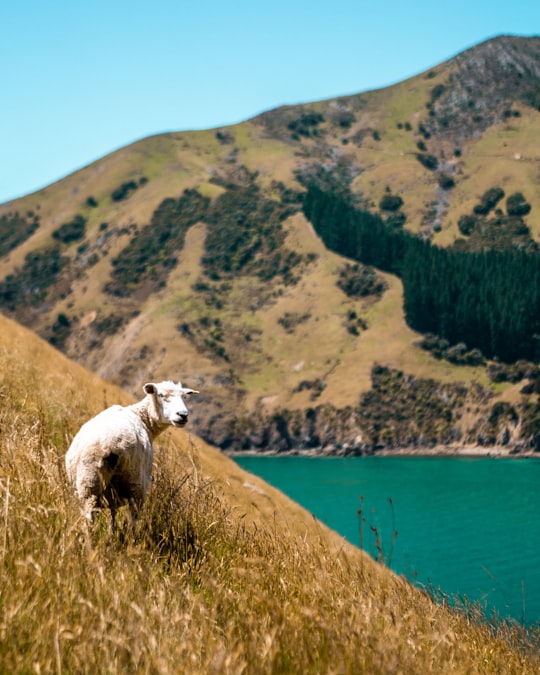 white sheep on hill in Nelson New Zealand