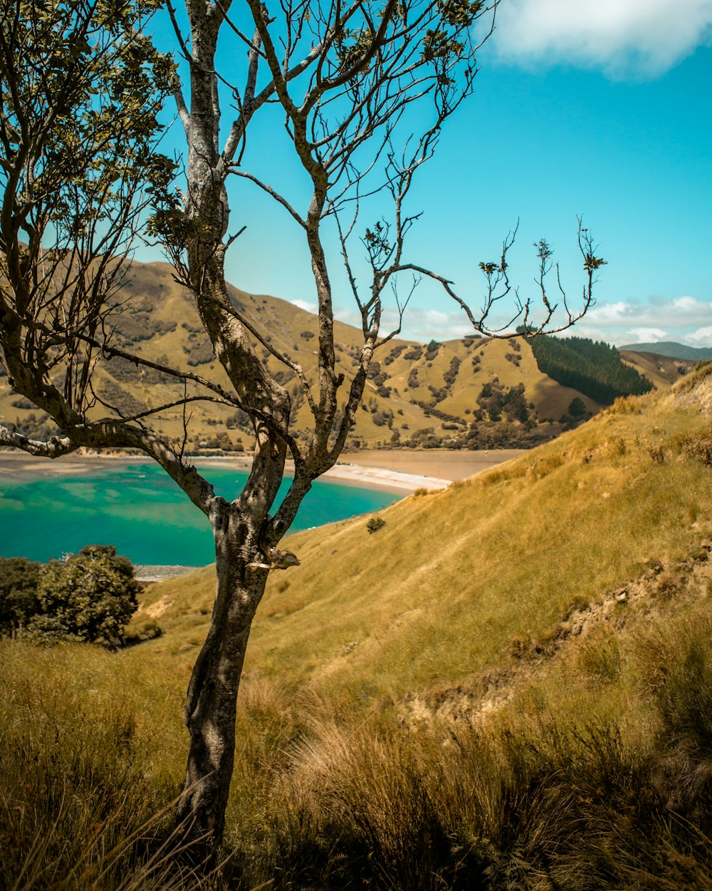 green trees near body of water