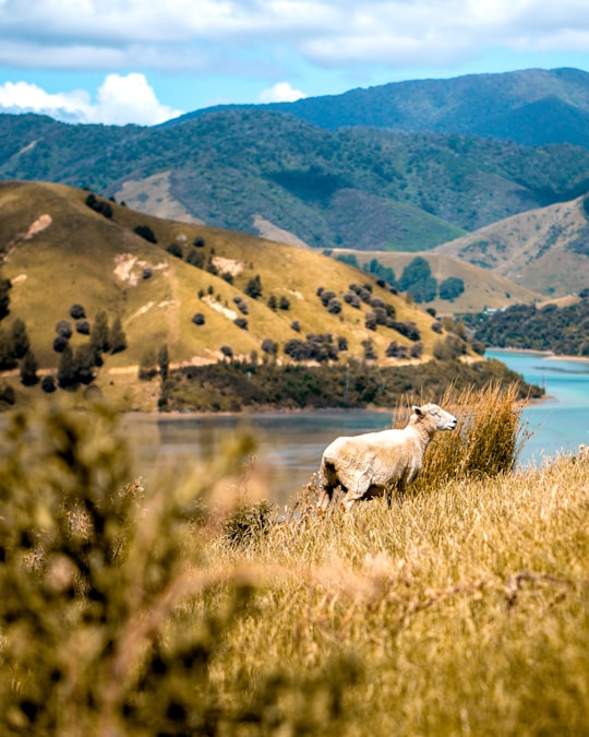 sheep on field in Nelson New Zealand