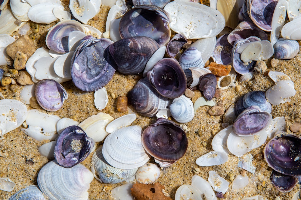 seashells on gray sand