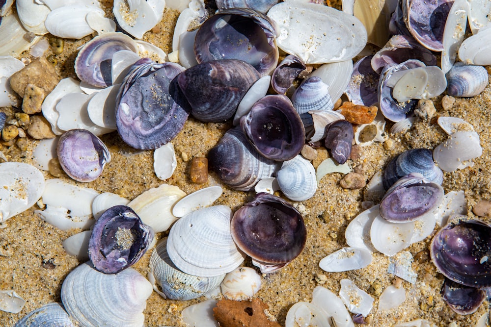 Muscheln auf grauem Sand