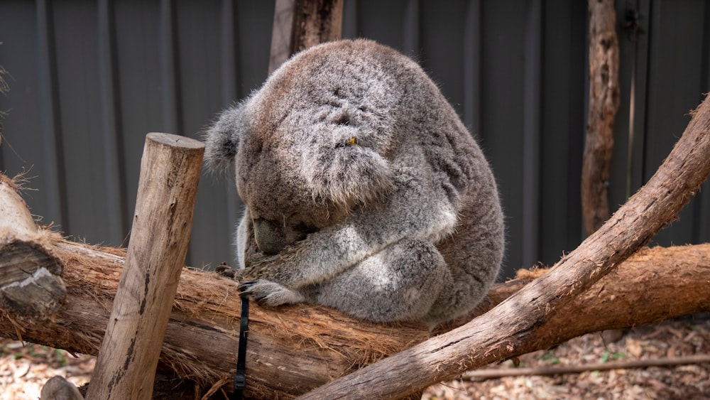 gray koala on tree trunk
