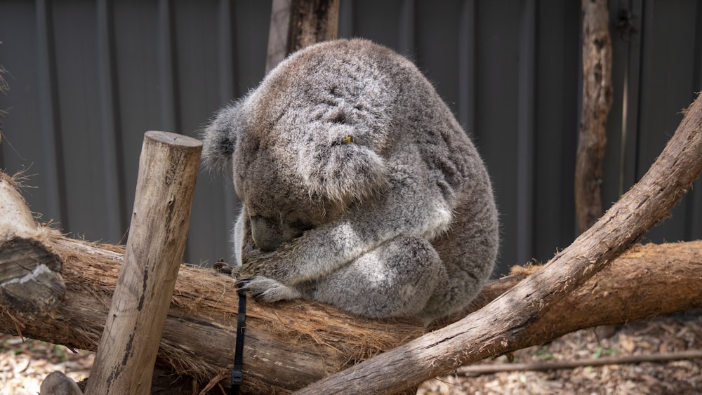木の幹の上の灰色のコアラ