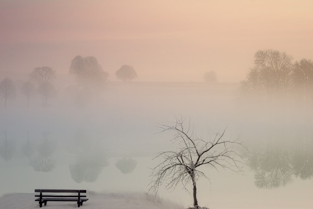 bare tree beside empty bench during daytime