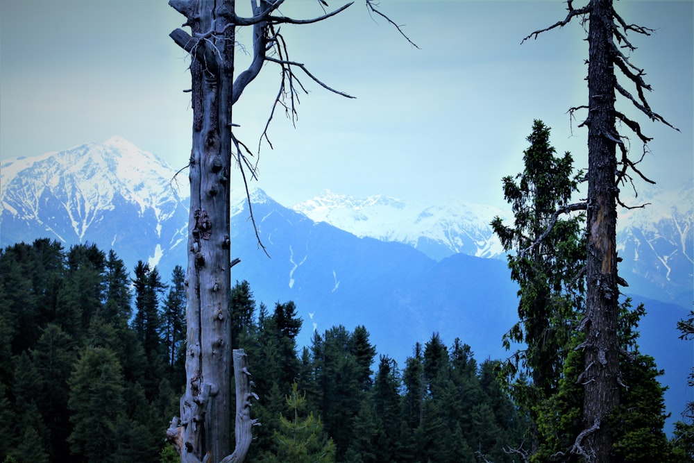 tall trees on hills