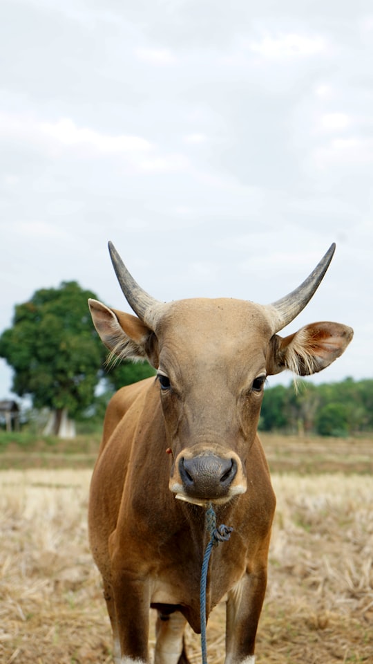 brown cow in Enrekang Indonesia