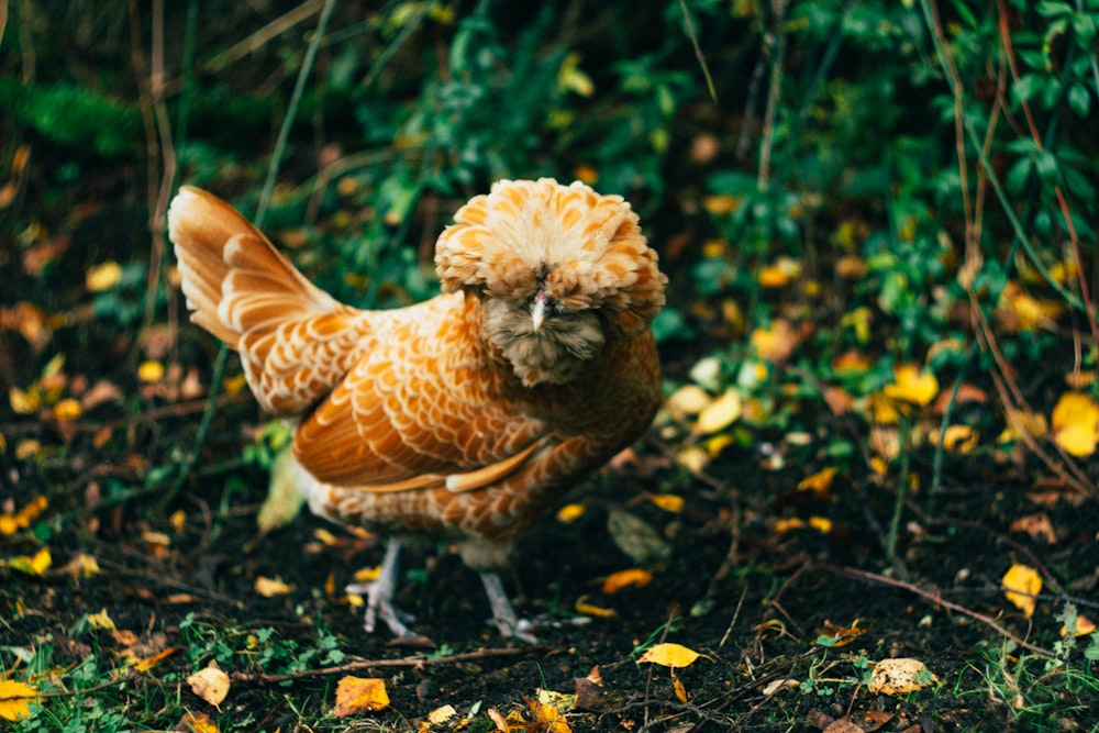 brown rooster