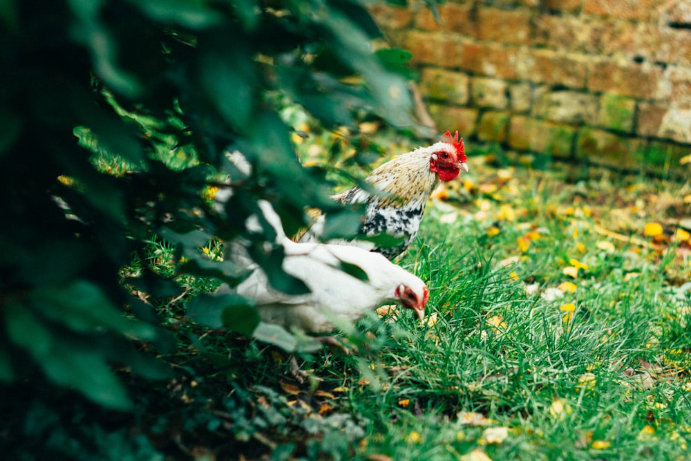 two white and brown roosters standing on grass