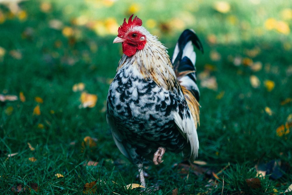 black, white, and brown rooster standing on grass
