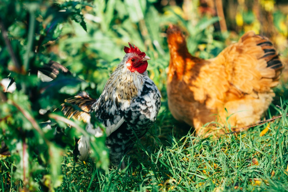 two brown and black roosters