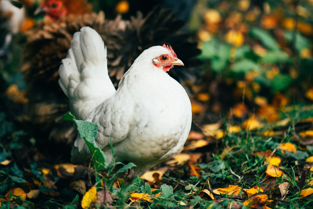 white hen standing on grass