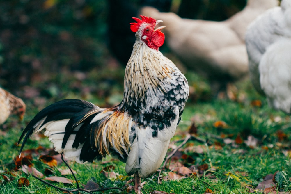 brown, white, and black rooster standing on grass