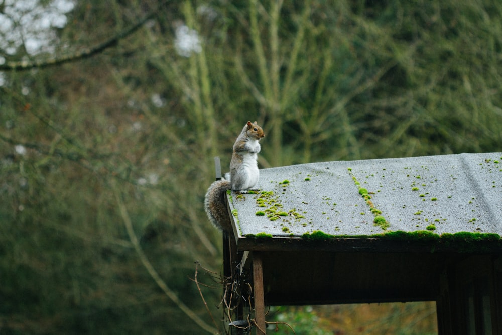 brown squirrel standing on roof