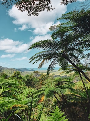 green fern