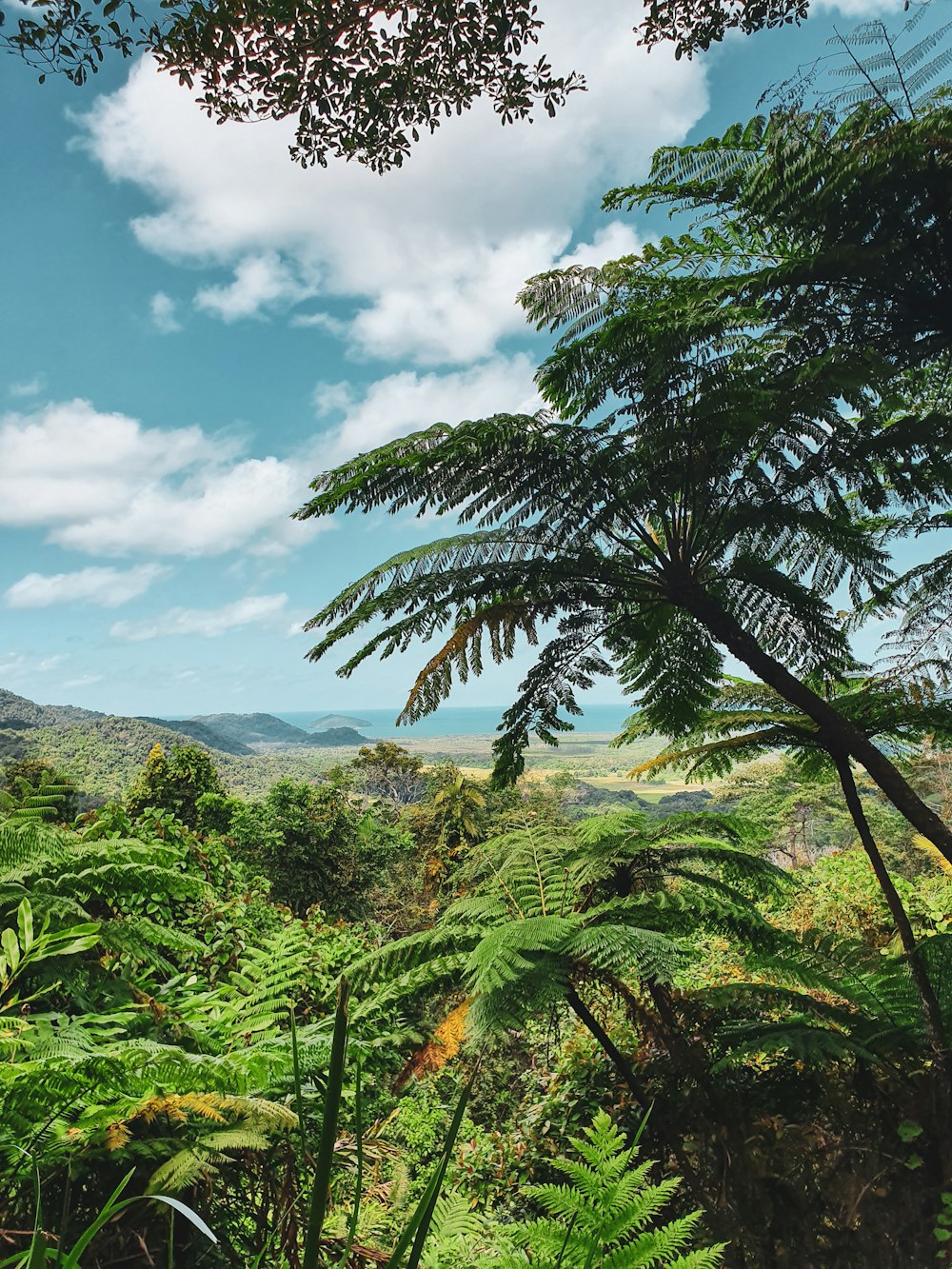 green fern