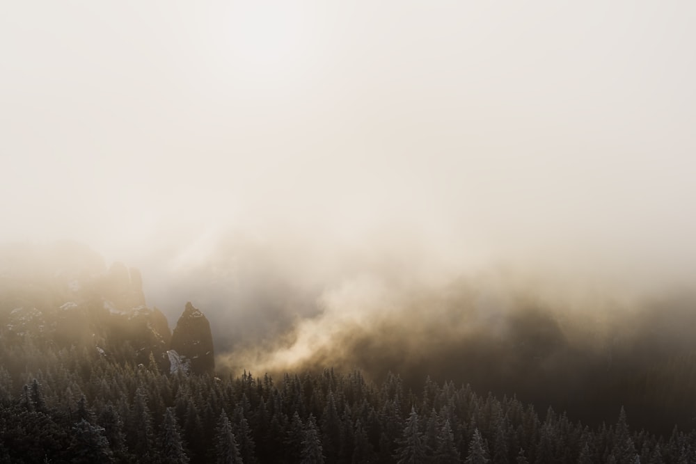 green pine trees under white fogs during daytime