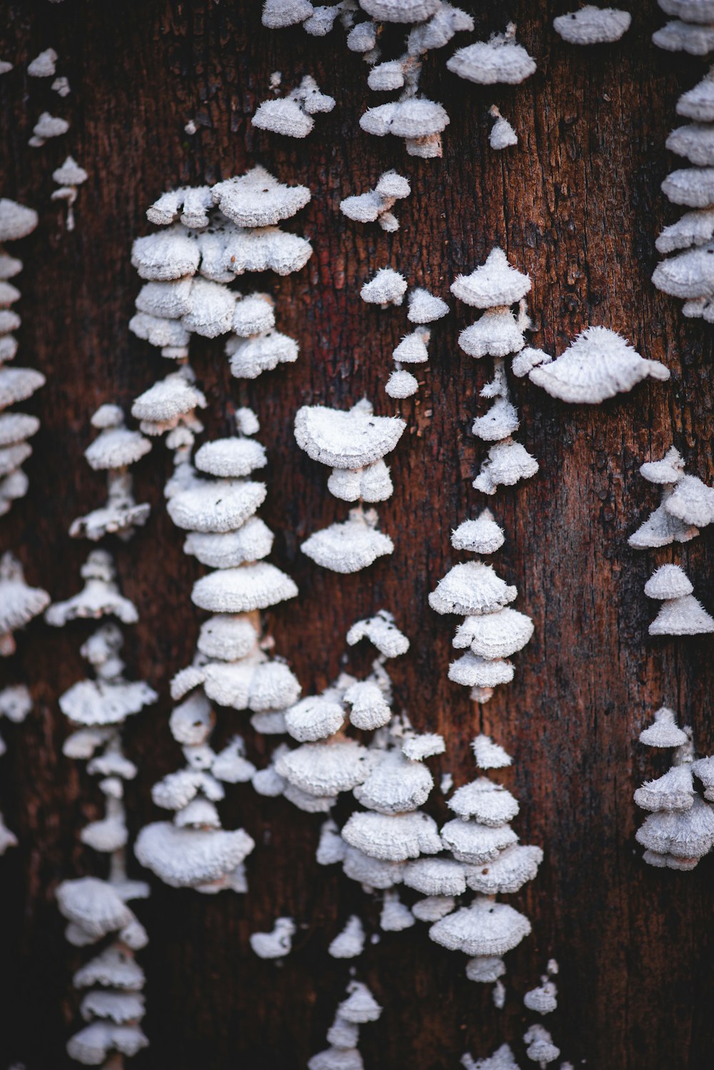 white fungi on tree
