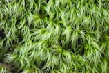 Close-up of a lush green kokedama with delicate moss wrapping.
