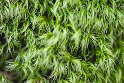 Close-up of a lush green kokedama with delicate moss wrapping.