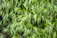 Close-up of a lush moss tutor plant with deep green hues against a cream background.