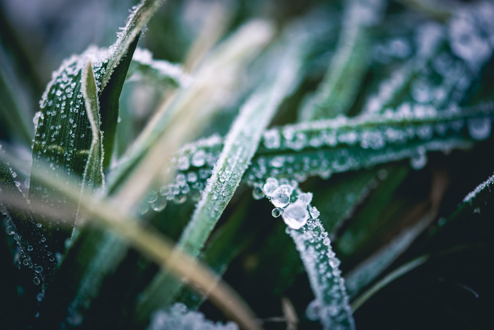 selective focus photography of waterdrops on grass