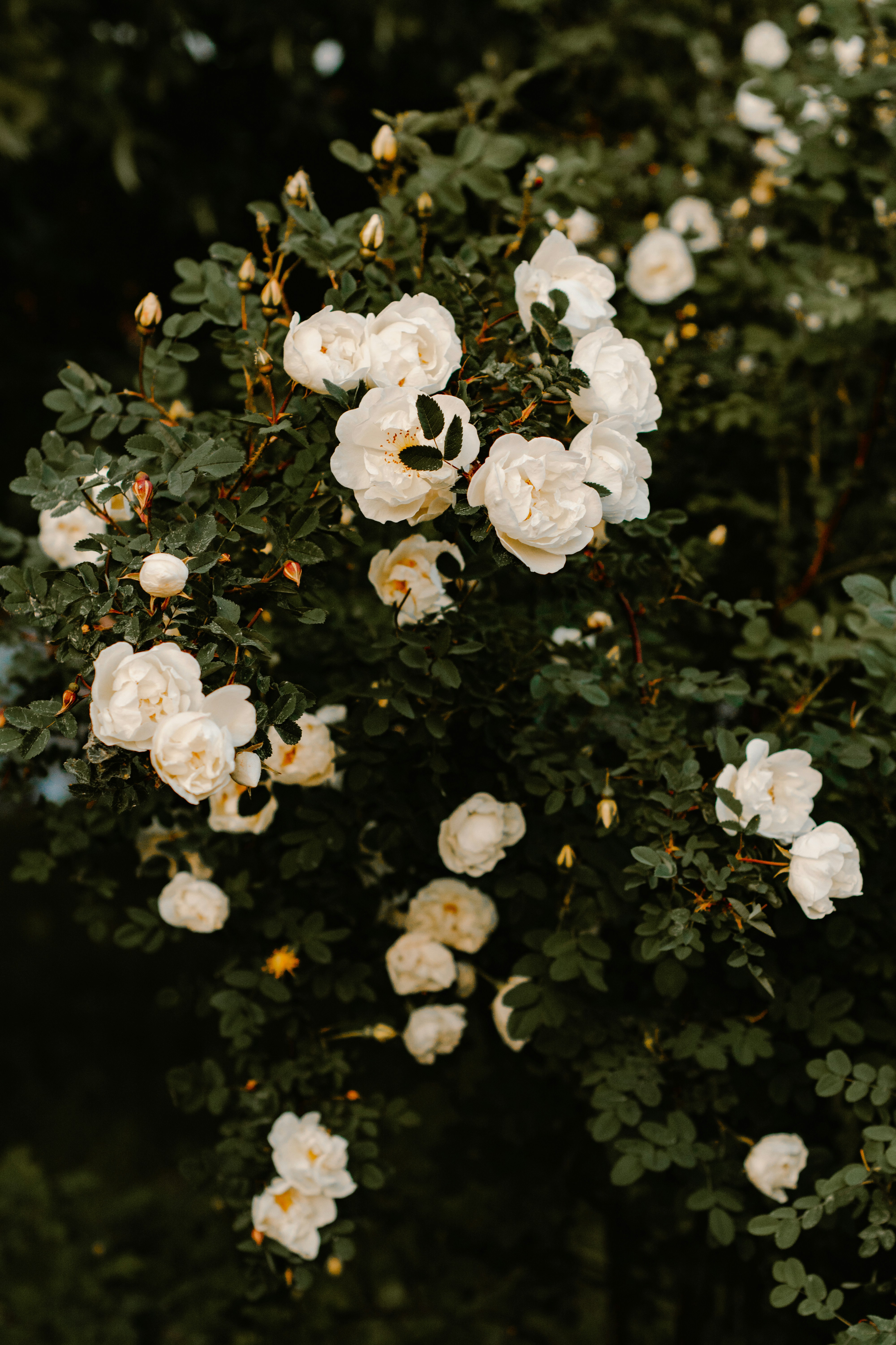 White Roses Pictures Download Free Images on Unsplash