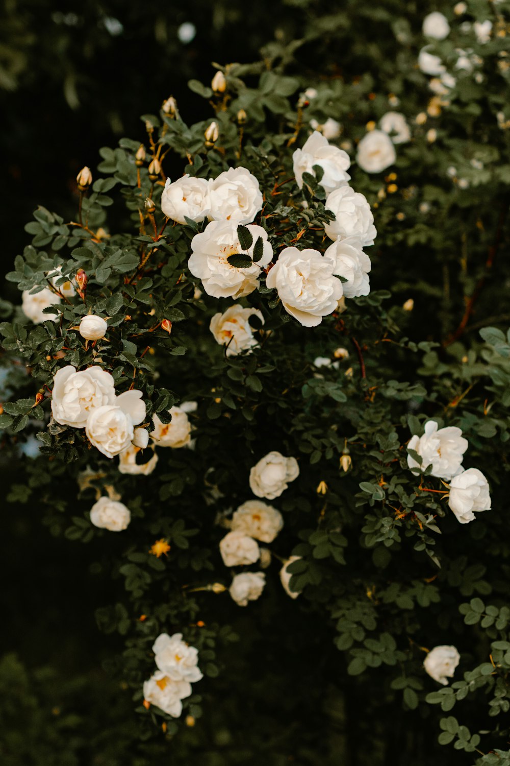 white petaled flowers