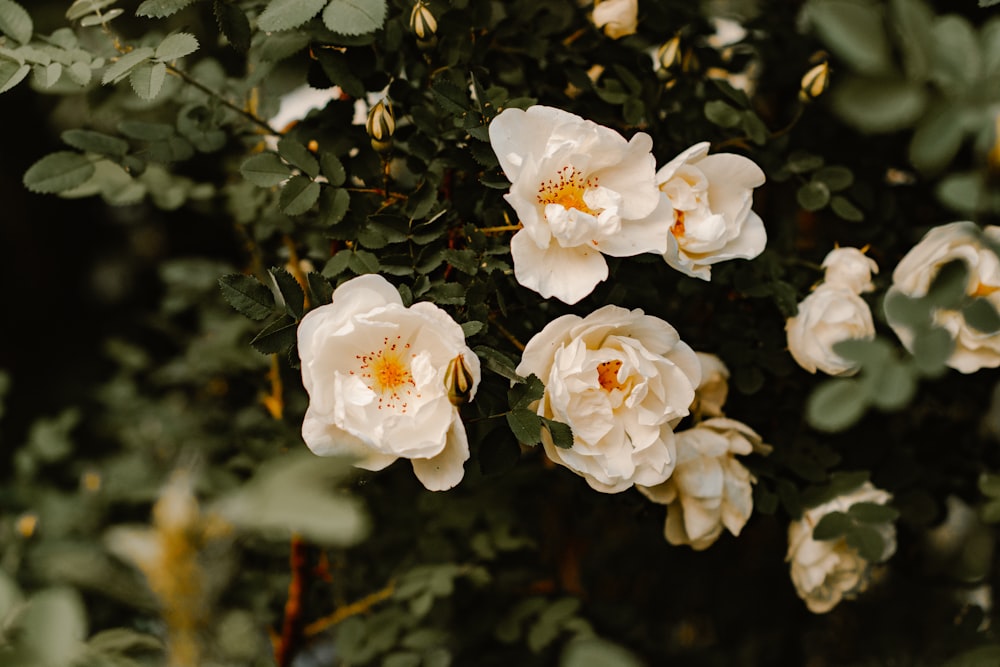 selective focus photography of white-petaled flower