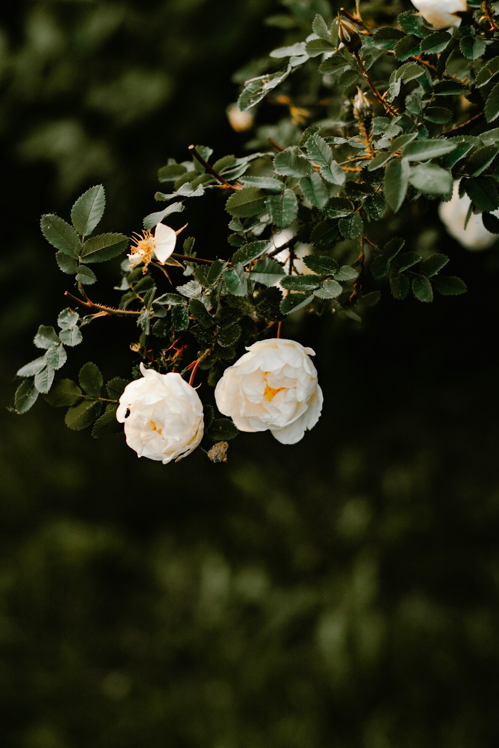 white-petaled flowers