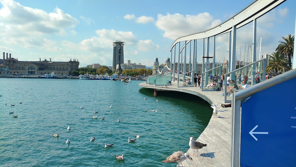 gulls near body of water