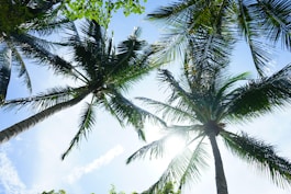 high-angle photography of coconut trees at daytime