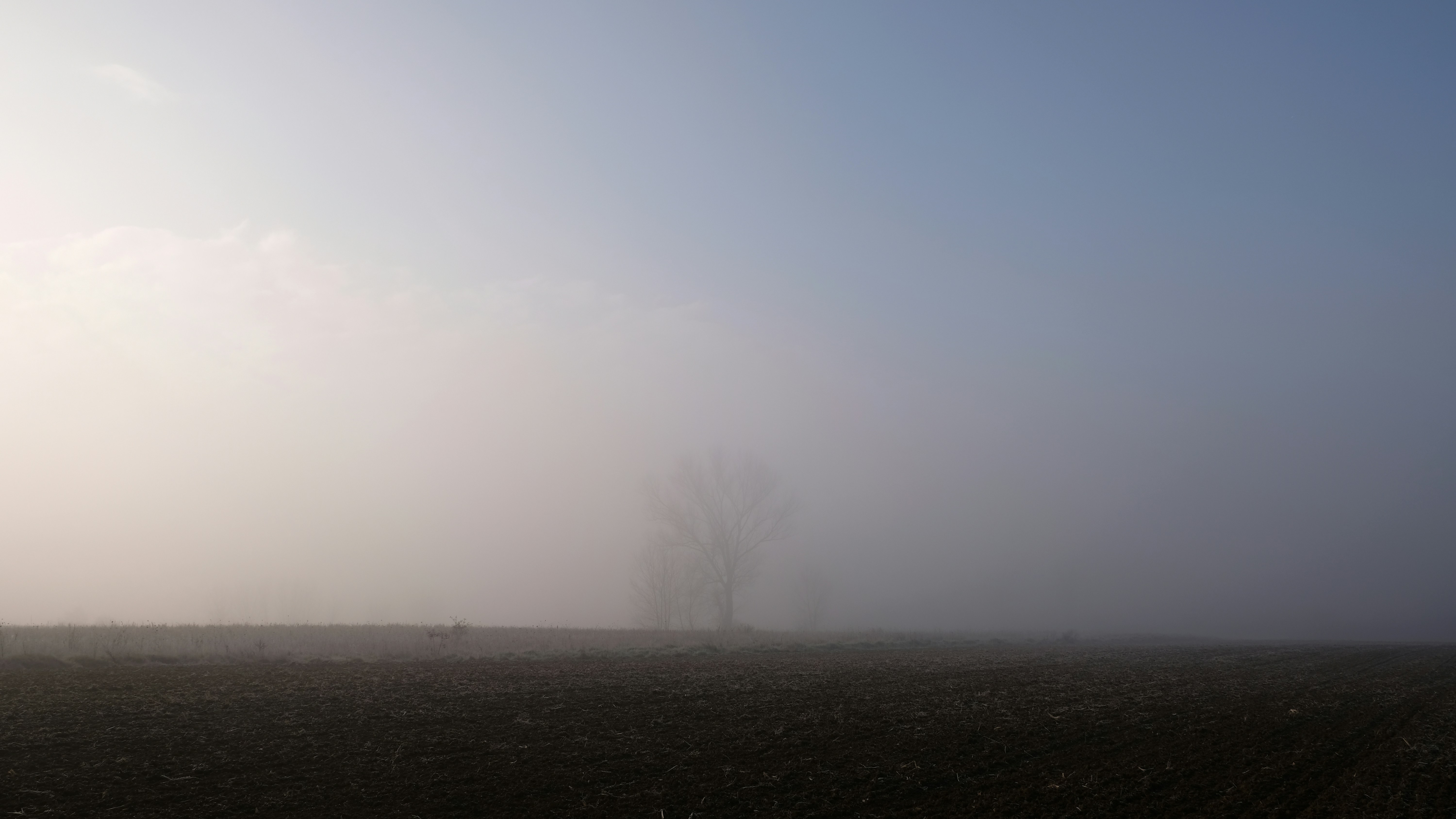 tree on grass field under fog