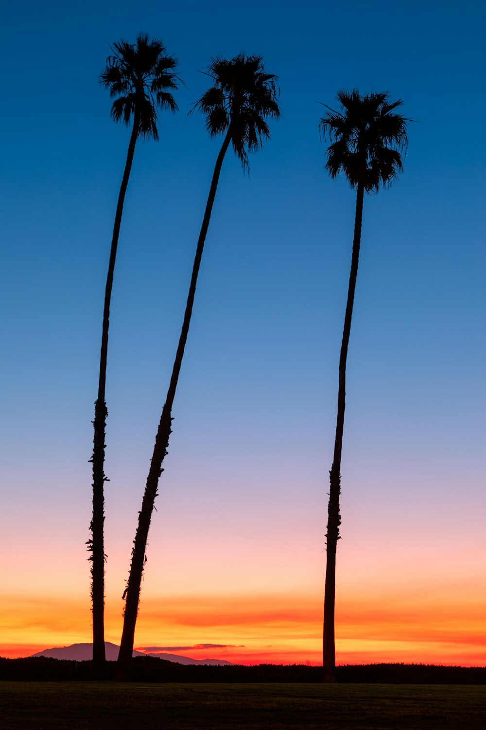 trees during golden hour