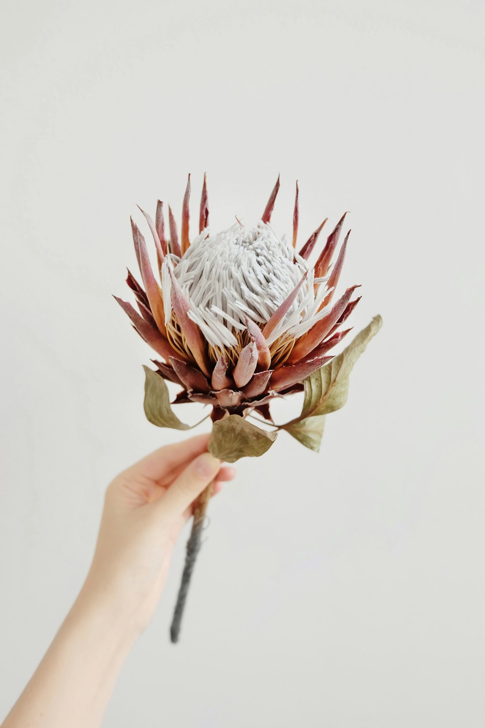 white and red petaled flower